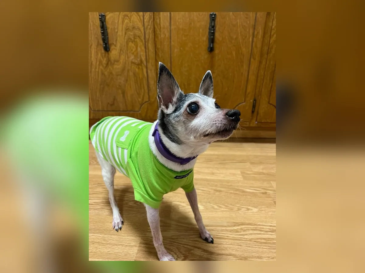 Fotografía de una perrita usando el collar morado compartida con la reseña de Paola R.